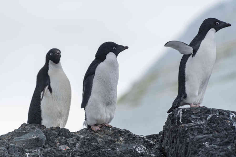 Pingüino Adelia - Antártida 06.jpg